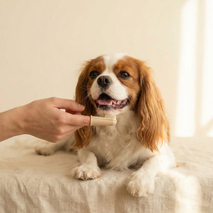 Cavalier King Charles Spaniel with dog toothbrush